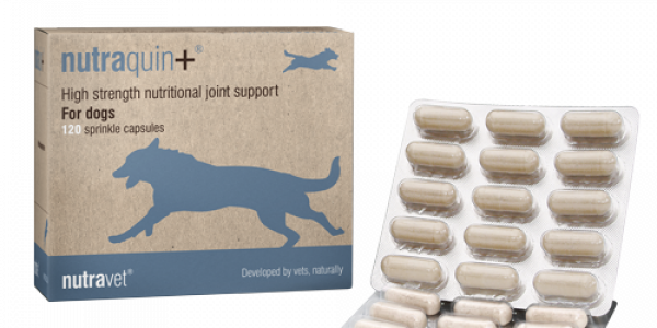 Nutraquin plus sale for dogs